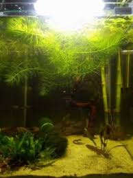 Vendita online di acquari da 10 fino a 50 litri. Pesci Tropicali D Acqua Dolce Per Acquari Di 30 Litri Colture Acquatiche