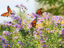 Plant just one of these perennials in your garden, and you'll see a difference in a single season. 30 Unique Plants That Attract Butterflies