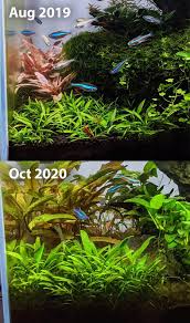 Cryptocoryne parva makes a great accent foreground plant or as a carpet! 14 Months Of Crypt Parva Growth Never Trimmed Plantedtank
