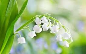 Dew drops on white flower. White Lily Of The Valley Flowers Photography Wallpaper Preview 10wallpaper Com