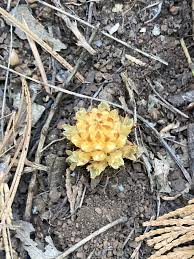 Image result for Streptocarpus hirticapsa