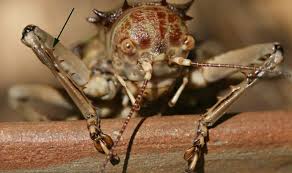 Image result for Anthospermum usambarense