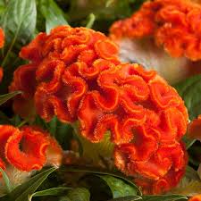 Image result for Celosia