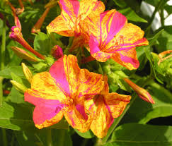 Wunderblume mirabilis jalapa begeistert durch ungeheure blütenpracht & vielfarbigkeit. Wunderbare Wunderblumen