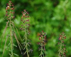 Image result for Cleome schimperi