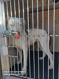 Female dog found in Las Vegas area, seeking owner