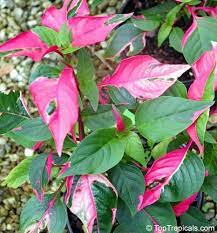 10 Bed Birm Left Ideas Plants Tropical Garden Florida Plants