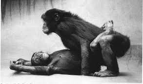 Bonobo chimpanzee porn — Admos.eu