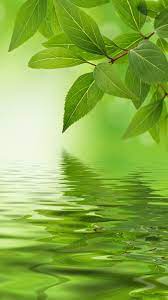 pin by ana maria on iphone wallpaper green leaf background leaf background green backgrounds