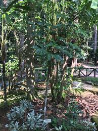 Check spelling or type a new query. Tenggek Burung Euodia Redlevi Taman Herba Taman Botani Flickr