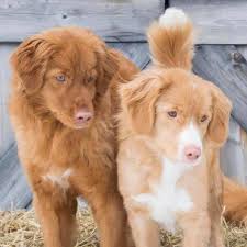 Check spelling or type a new query. Rc Tollers Nova Scotia Duck Tolling Retriever Breeder Startseite Facebook