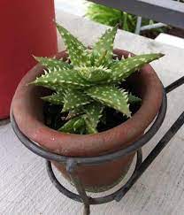 Cactus, flowering plant family comprising 139 genera and nearly 2,000 species, all of which are native to the new world with one possible exception. What Are Succulent Plants And Where Are They From Succulent Plant Care