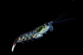 The name krill comes from the norwegian word krill, meaning small fry of fish, which is also often attributed to species of fish. Everything You Need To Know About Krill