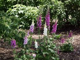 Image result for Digitalis purpurea