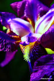 Sign In Iris Flowers Purple Iris Flowering Trees