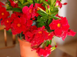 32°f blooming season mandevilla is an excellent choice for hanging baskets and containers. Mandevilla Plant Care How To Overwinter Mandevilla Plants