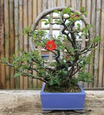 Flowering quince for sale uk. Chaenomeles As Bonsai Swindon District Bonsai
