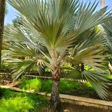 Image result for Latania loddigesii