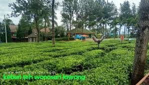 Check spelling or type a new query. Kebun Teh Wonosari Lawang Tempat Outbound Berkapasitas Besar