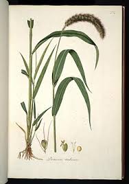 Image result for Setaria pseudaristata