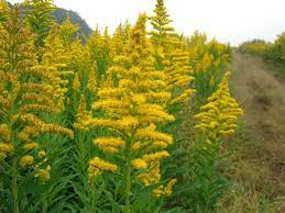 Solidago Altissima Tall Goldenrod World Of Flowering Plants Plants Planting Flowers Perennials