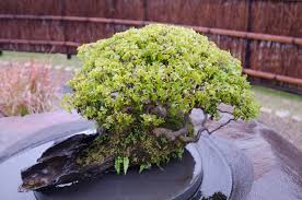 Stock photos from lillian_gz/shutterstock) most types of fruit trees can become bonsai trees with proper cultivation—this includes training and pruning the tree. Bonsai Zojirushi Blog