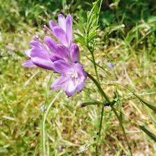 Image result for Dicoma capensis