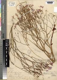 Image result for Afrosolen schimperi