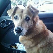 Find 256 affordable pet care options in fort lauderdale, fl. Gentle Care Animal Hospital Veterinarian In Fort Lauderdale
