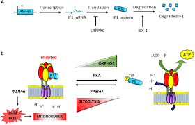 The atpase or adenylpyrophosphatase (atp hydrolase) is the enzyme which decomposes atp molecules into adp and pi (free phosphate ion). Frontiers A Review Of The Inhibition Of The Mitochondrial Atp Synthase By If1 In Vivo Reprogramming Energy Metabolism And Inducing Mitohormesis Physiology
