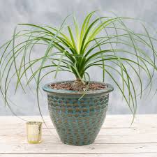 The ponytail palm is considered a threatened species in mexico due to anthropogenic activities that propagating the ponytail palm. Ponytail Palm In A Pot In Collegeville Pa Risher Van Horn