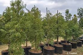 Image result for Heteropyxis natalensis