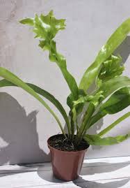 Image result for Microsorum punctatum