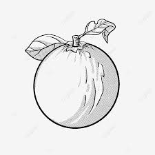 Semua jenis buah memiliki kandungan dan manfaat yang yang bisa dimanfaatkan oleh manusia. Gambar Daun Vitamin Buah Oren Clipart Hitam Dan Putih Daun Vitamin Seni Klip Png Dan Psd Untuk Muat Turun Percuma