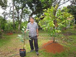 Anak pokok durian musang king. David Chen Anjur Promosi Beli Satu Percuma Satu Anak Pokok Durian Musang King Utusan Borneo Online