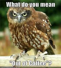 I Must Have Heard You Wrong Funny Owl Pictures Funny Owls Funny Animals