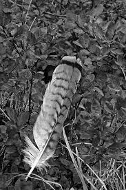 We did not find results for: Red Tailed Hawk Feather Black And White Photograph By Randy Beacham