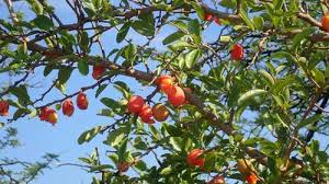 Image result for Ximenia afra