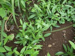 Image result for Vigna subterranea