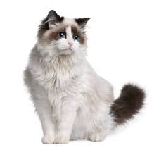Get a ragdoll, bengal, siamese and more on kijiji, canada's #1 local classifieds. Ragdoll Cat Breed Facts 2021 Best Breed For Kids