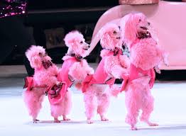 Cartoon Poodles America S Favorite Poodles Miniature poodles aka the mini poodle, medium poodle or moyen poodle. cartoon poodles america s favorite