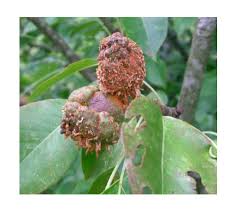 The fungus can occur anywhere cedar and apples (malus spp.) grow. Orange Growth On Pears In Tree