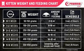 Kitten Feeding Guide How Much Should You Feed Your Kitten