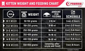 kitten feeding guide how much should you feed your kitten