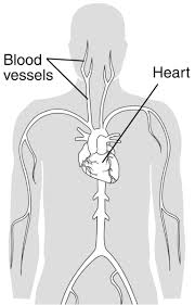 Pulmonary veins carry oxygenated blood towards the heart and the pulmonary arteries carry deoxygenated blood away from the heart. Torso With The Heart And Blood Vessels Labeled Media Asset Niddk