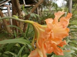Image result for Hippeastrum puniceum