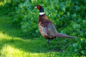 Small Brown Bird With White Ring Around Neck Phasianus Colchicus Ring Neck Pheasant Common Pheasant Ring Necked Pheasant Pet Birds
