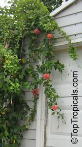 Check spelling or type a new query. Pin On Garden