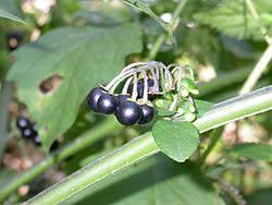 Image result for Solanum memphiticum