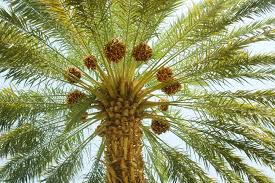 Sago palms grow at a very slow rate of growth. 9 Main Types Of Palm Trees From Around The World Photos Home Stratosphere